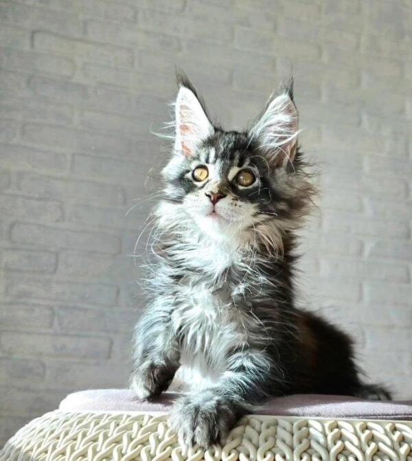 Loki - Image 2