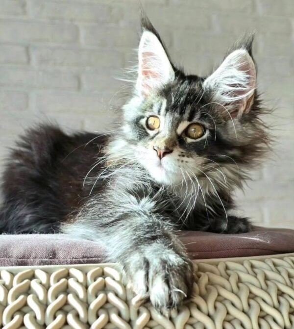 Loki - Image 5
