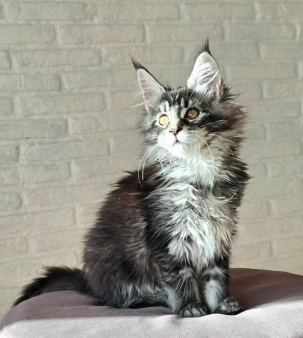 Loki - Image 3